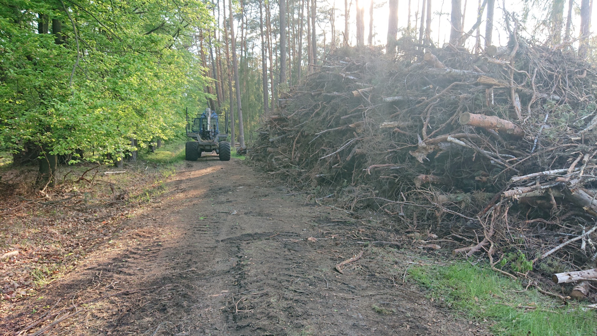 Stos gałęzi i pni drzew po wycince w lesie, widoczny traktor na drodze z koleinami.