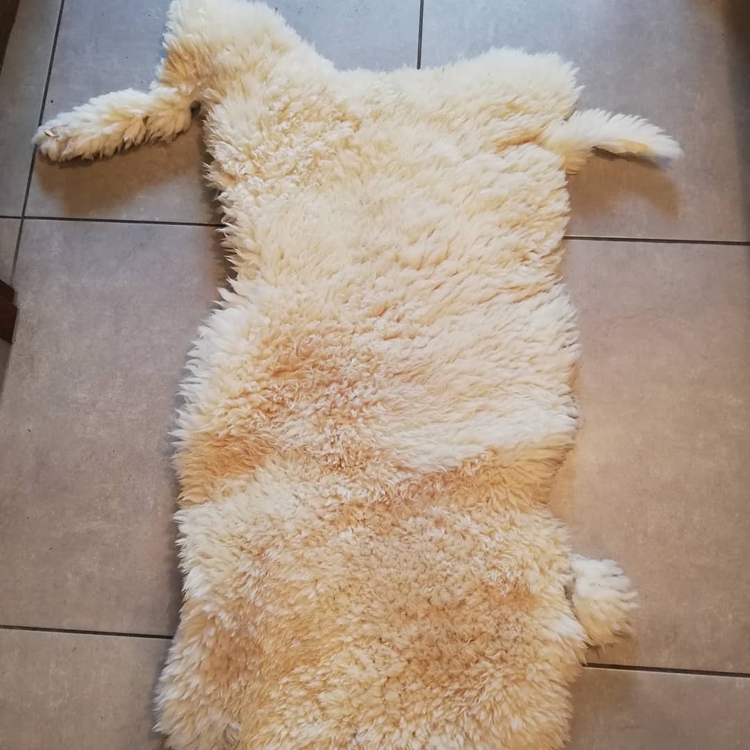 Pranie skór baranich