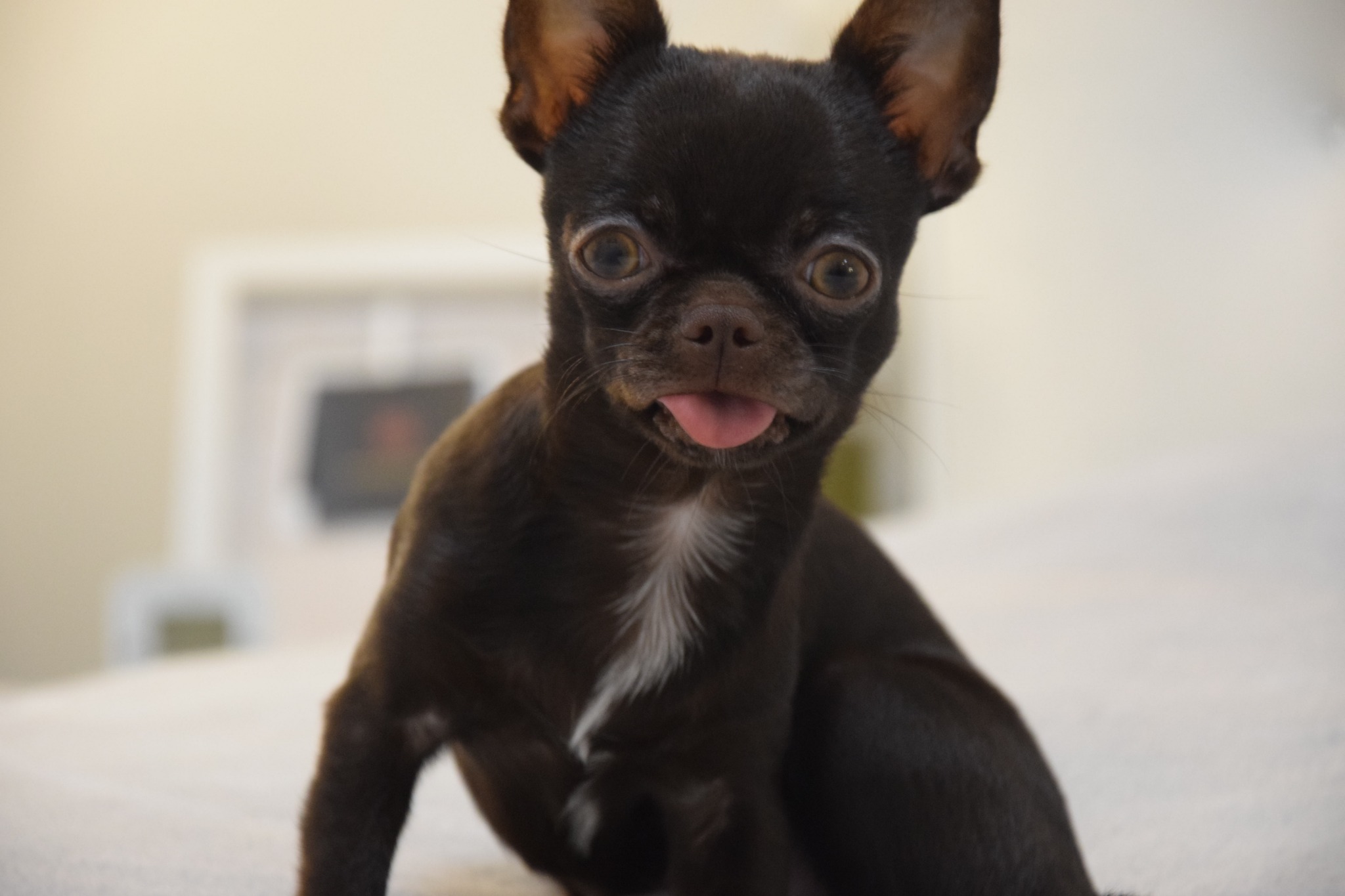 Portret ciemnobrązowego chihuahua z białym znaczeniem na piersi i wystawionym językiem, na rozmytym tle w pomieszczeniu.