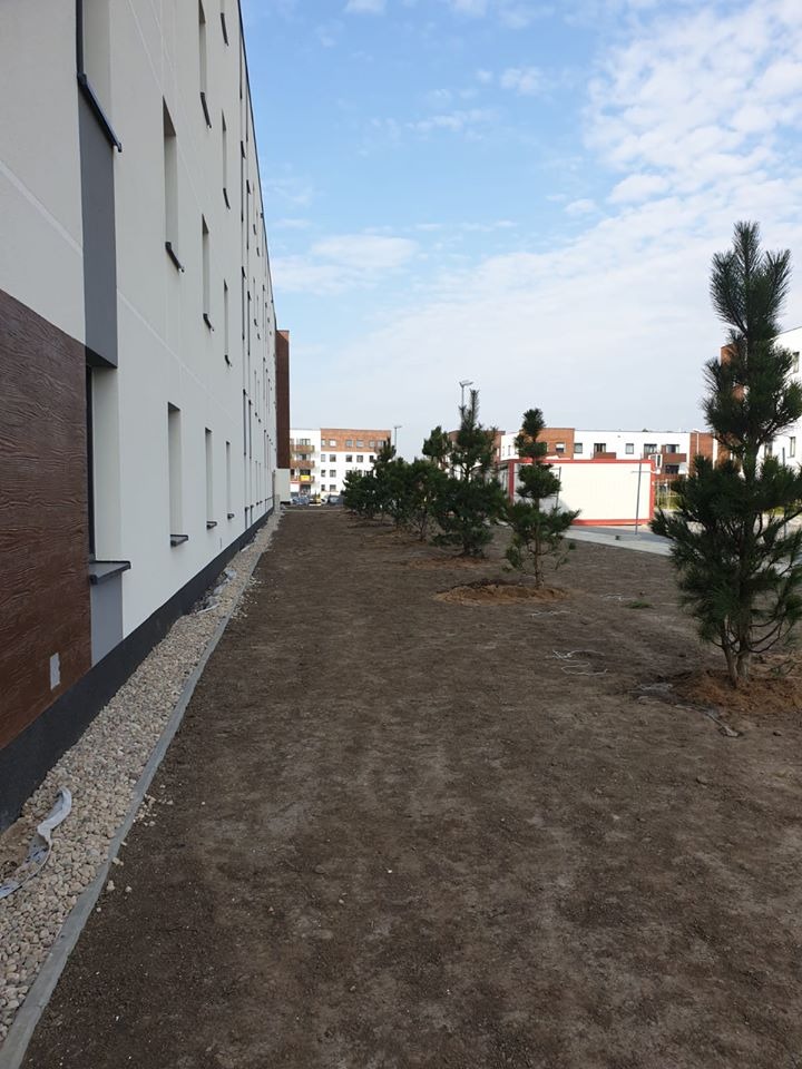 Świeżo posadzone młode sosny wzdłuż budynku mieszkalnego, widoczna kora wokół pni, przygotowana ziemia i drenaż z kamieni.