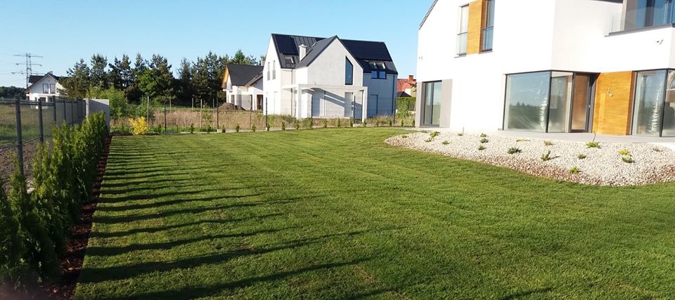 Perfekcyjnie utrzymany trawnik przed nowoczesnym domem z białymi ścianami i dużymi oknami, obrzeża trawnika obsadzone tujami i kamieniami ozdobnymi.