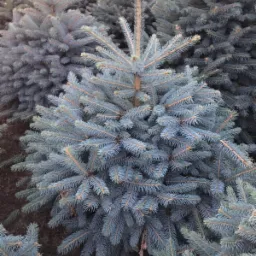 Gęsto posadzone, młode świerki kłujące o niebieskawym odcieniu igieł, widoczne z bliska w szkółce.