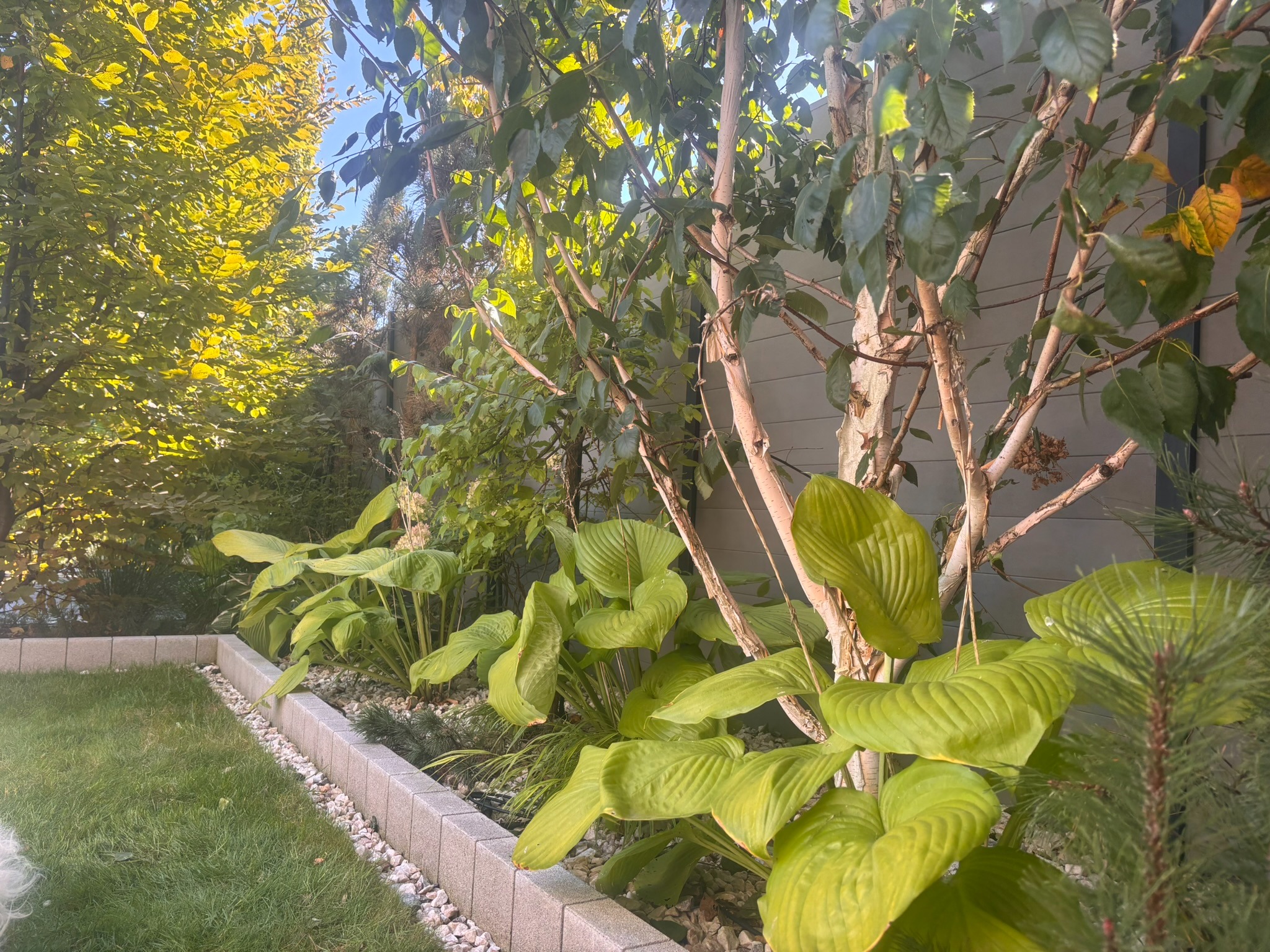 Ogród przydomowy z rabatą host i brzozą na tle szarej ściany. Granica trawnika wyłożona kostką i białym żwirem. Jesienne słońce oświetla liście drzew.