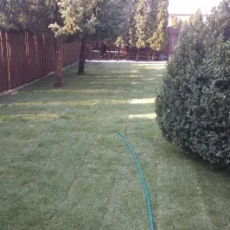 Zadbany trawnik z widocznymi śladami po kosiarce, otoczony tujami, świerkami i drewnianym płotem, z zielonym wężem ogrodowym leżącym na trawie.