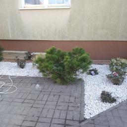 Firma Usługowo-Handlowa Mrówka Anna Wójcicka - Fragment ogrodu z ozdobnymi krzewami iglastymi i liściastymi wysypanymi białym grysem, widok z poziomu chodnika z szarej kostki brukowej, przy ścianie budynku z brązowym cokołem.