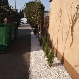 Firma Usługowo-Handlowa Mrówka Anna Wójcicka - Wykończony fragment ogrodu z białymi kamykami, młodymi tujami i drzewami liściastymi wzdłuż ściany budynku, obok kontener na odpady zielone.