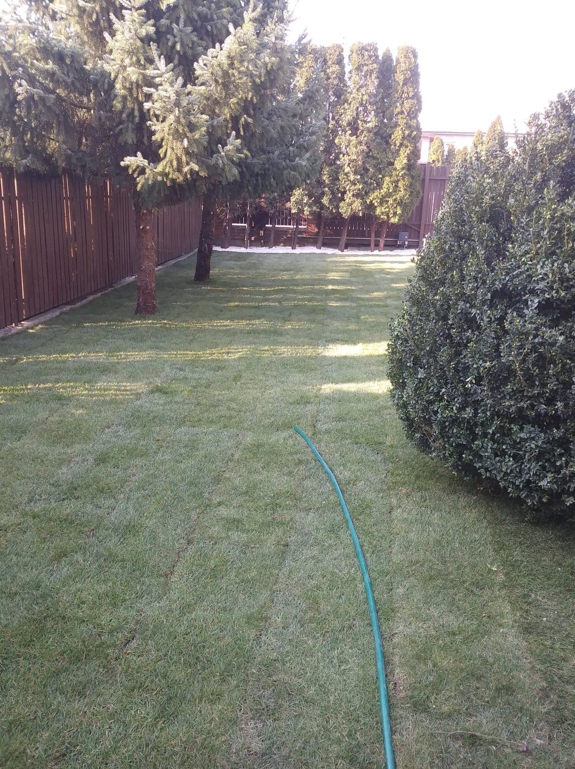 Zadbany trawnik z widocznymi śladami po kosiarce, otoczony tujami, świerkami i drewnianym płotem, z zielonym wężem ogrodowym leżącym na trawie.