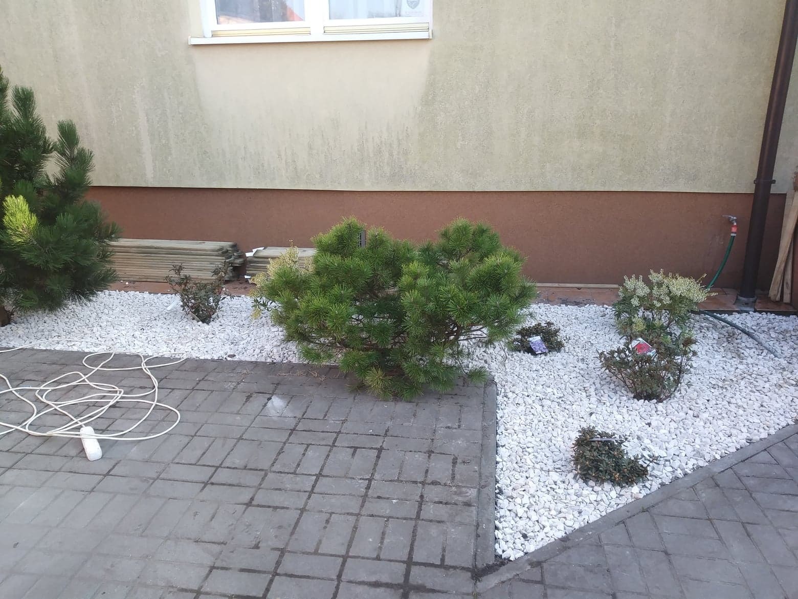 Fragment ogrodu z ozdobnymi krzewami iglastymi i liściastymi wysypanymi białym grysem, widok z poziomu chodnika z szarej kostki brukowej, przy ścianie budynku z brązowym cokołem.