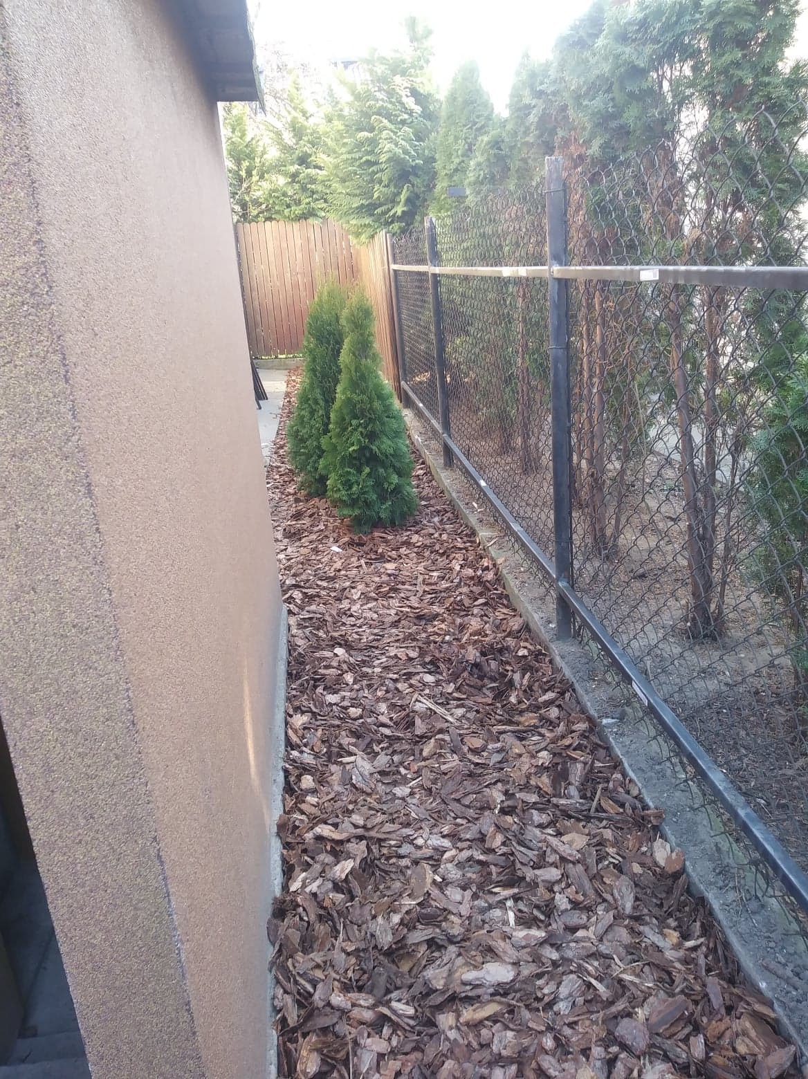 Wąska rabata z dwoma młodymi tujami, wyłożona korą, oddzielona od sąsiedniej posesji metalową siatką, widok z niskiej perspektywy.