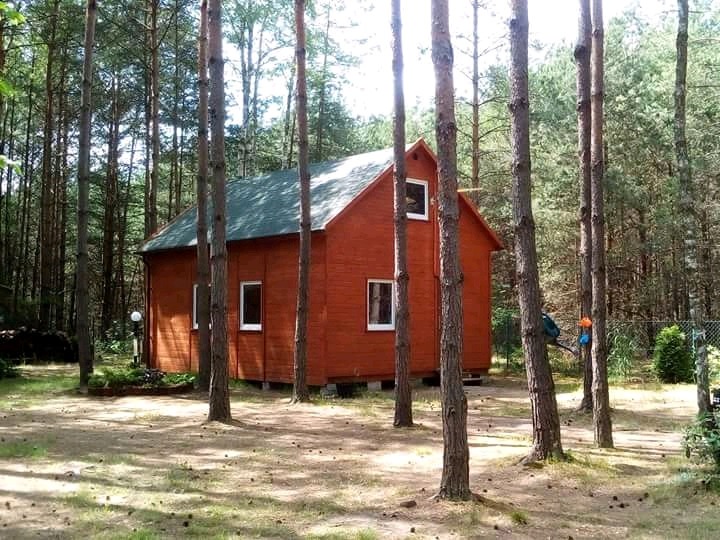 Czerwony, drewniany domek letniskowy z zielonym dachem, otoczony wysokimi sosnami, widziany z perspektywy lekko od dołu.