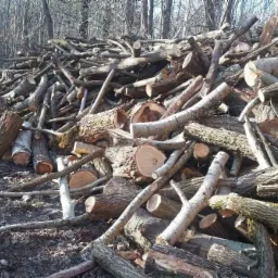 Stos pociętego drewna różnych gatunków, w tym brzozy i dębu, leżący na ziemi na skraju lasu, w tle widoczne drzewa bez liści.
