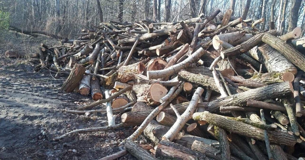 Stos pociętego drewna różnych gatunków, w tym brzozy i dębu, leżący na ziemi na skraju lasu, w tle widoczne drzewa bez liści.