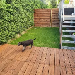 Nowoczesny taras z desek kompozytowych w ogrodzie, z metalowymi schodami i zielonym żywopłotem, pies rasy sznaucer miniatura spaceruje po tarasie.