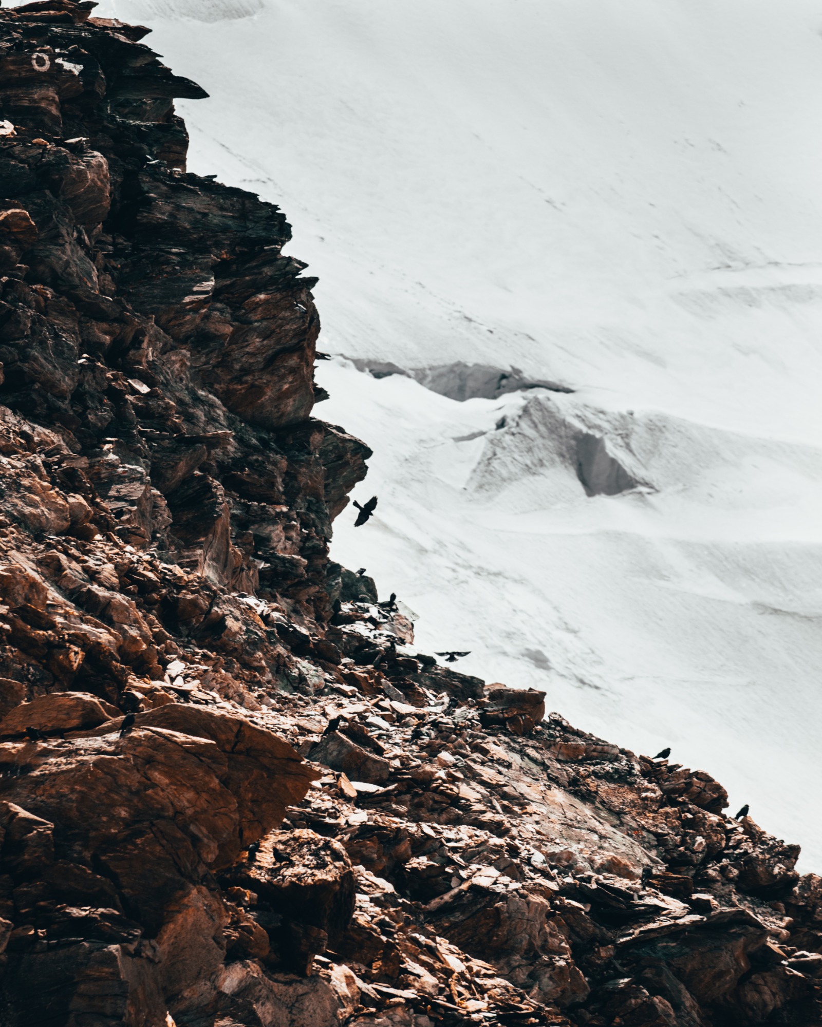 Surowy, skalisty klif z grupą kruków na tle śnieżnego zbocza góry; jeden ptak w locie.