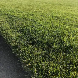 Świeżo rozłożona trawa z rolki, widoczne łączenie z betonową ścieżką, zieleń intensywna, w tle drzewa.