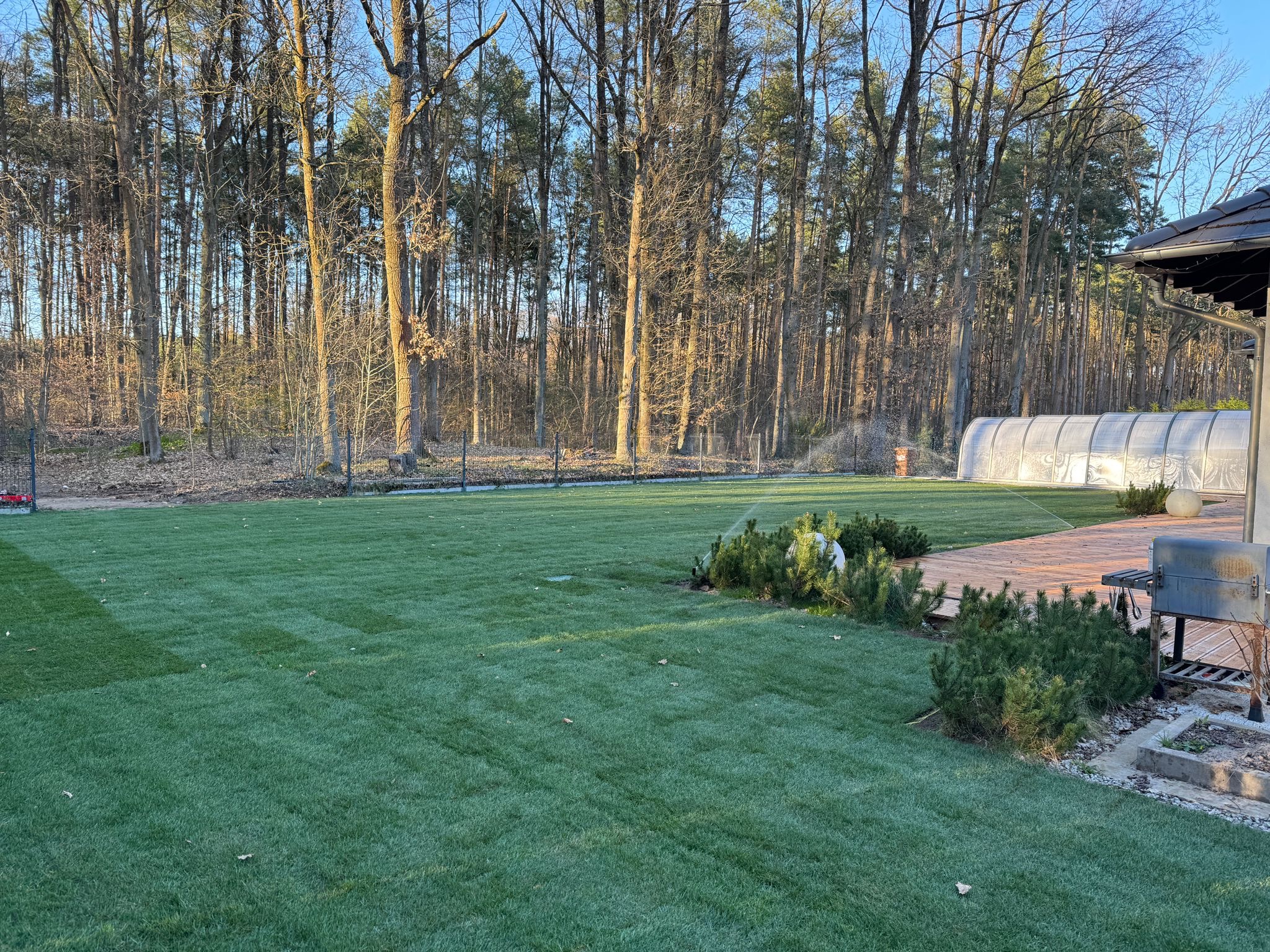 Świeżo założony trawnik z rolki, z widocznymi pasami po koszeniu, system nawadniania w akcji, drzewa w tle i fragment domu z drewnianym tarasem.