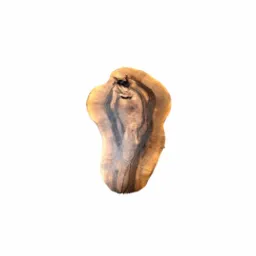 Przekrój pnia drzewa z wyraźnymi słojami, wyeksponowany na białym tle, ukazujący naturalne pęknięcia i sęki.