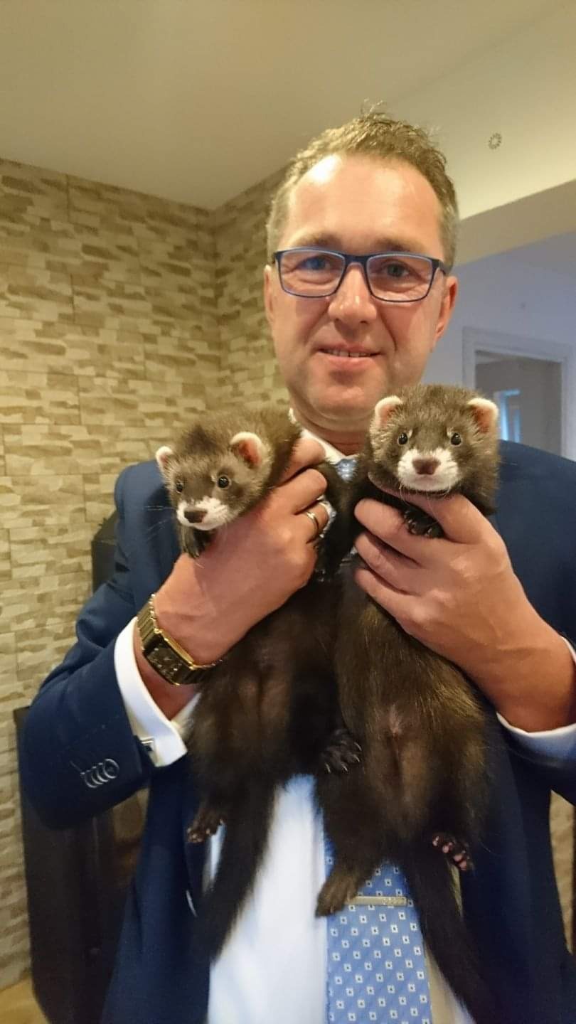 Mężczyzna w garniturze i okularach trzyma dwa brązowe fretki na tle ściany z dekoracyjnej cegły.