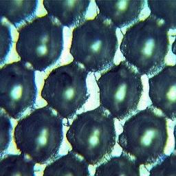 PCT Sebastian Kalinowski - Siatka rastrowa po czyszczeniu - zdjęcie mikroskopowe.