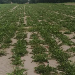 Pole z młodymi roślinami w rzędach, widoczne ślady po zabiegach agrotechnicznych, piaszczysta gleba.