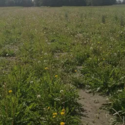 Pole porośnięte roślinnością, w tym mleczami w różnych fazach kwitnienia, z widoczną ścieżką w ziemi i lasem w tle.