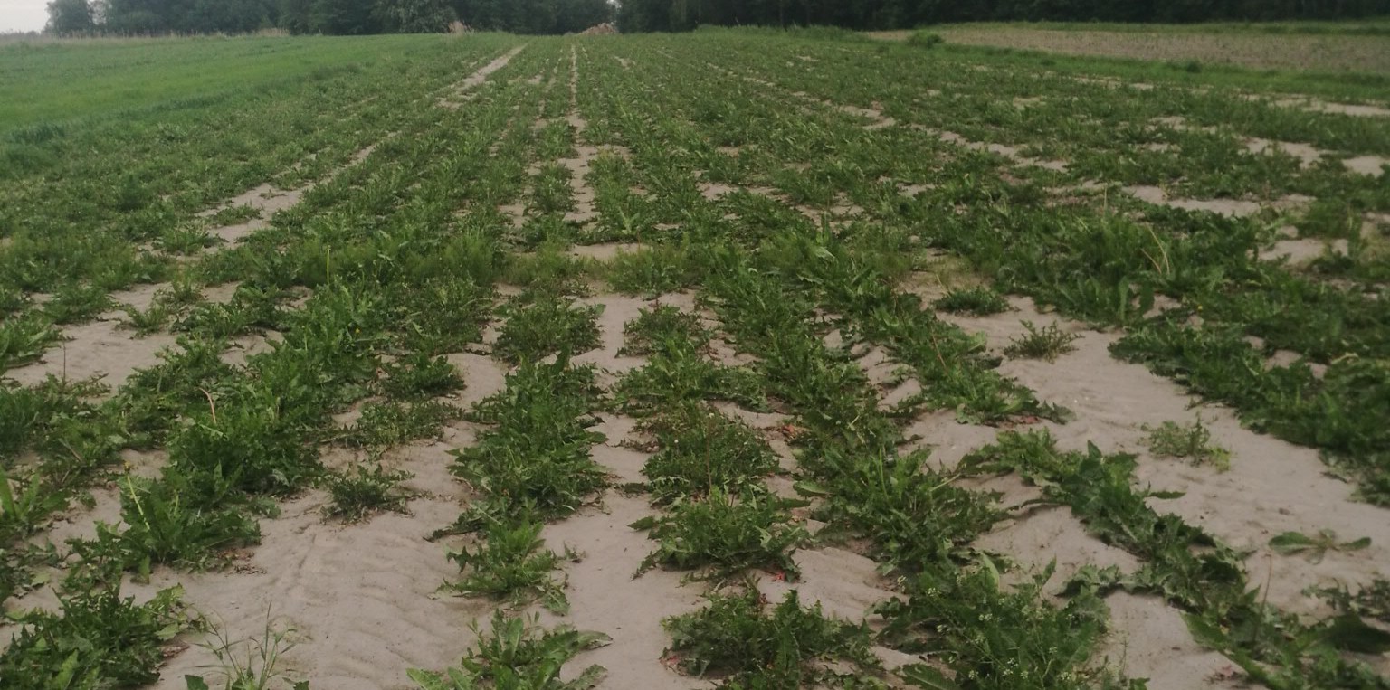 Pole z młodymi roślinami w rzędach, widoczne ślady po zabiegach agrotechnicznych, piaszczysta gleba.