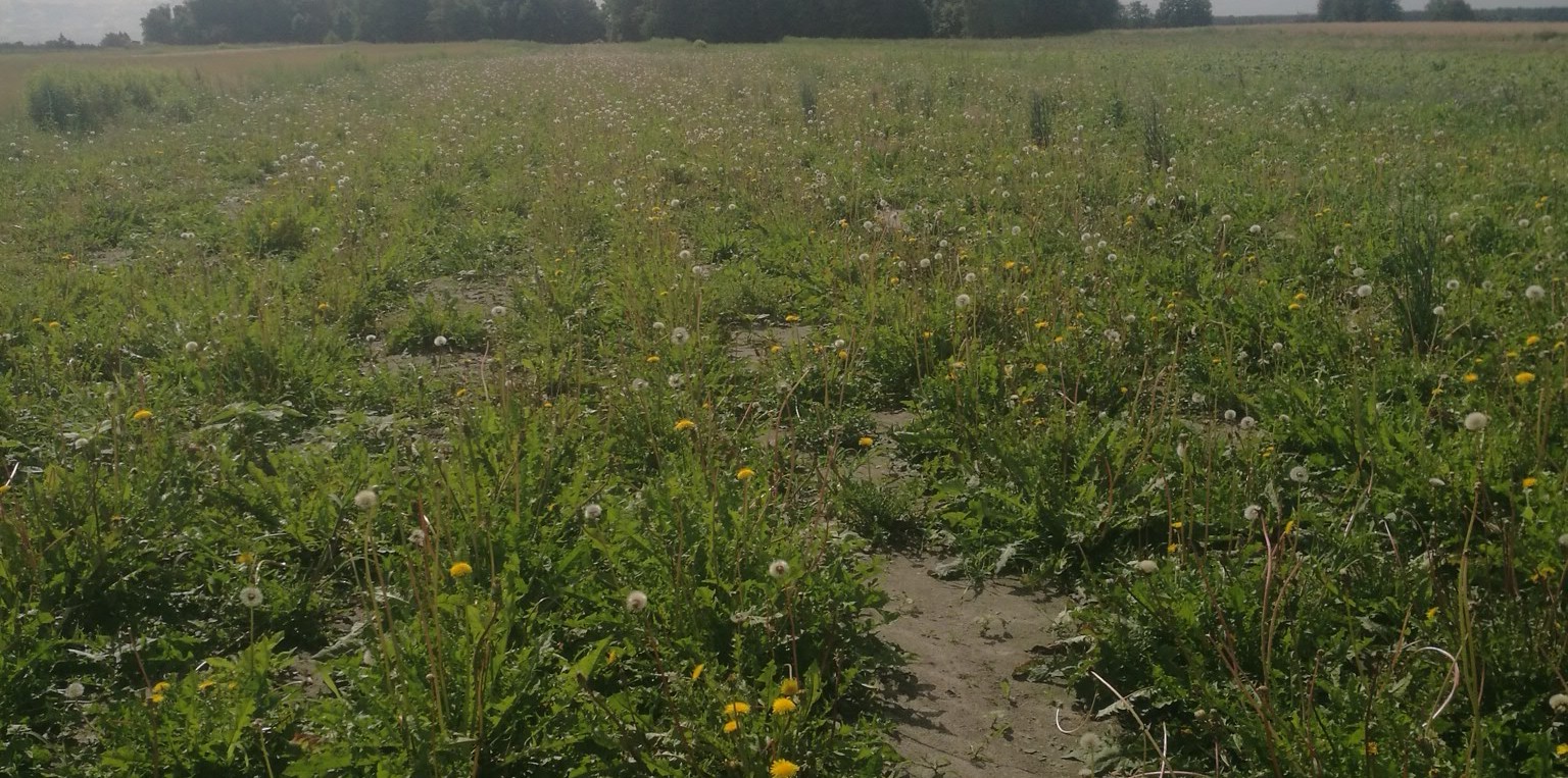 Pole porośnięte roślinnością, w tym mleczami w różnych fazach kwitnienia, z widoczną ścieżką w ziemi i lasem w tle.