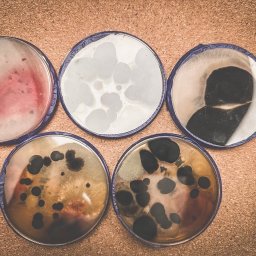 Doradztwo Techniczne Hydromaster - Kolonie grzybów i bakterii w szalkach Petriego, zróżnicowane kolory i kształty, ułożone na brązowym tle. Badanie mikrobiologiczne w laboratorium.