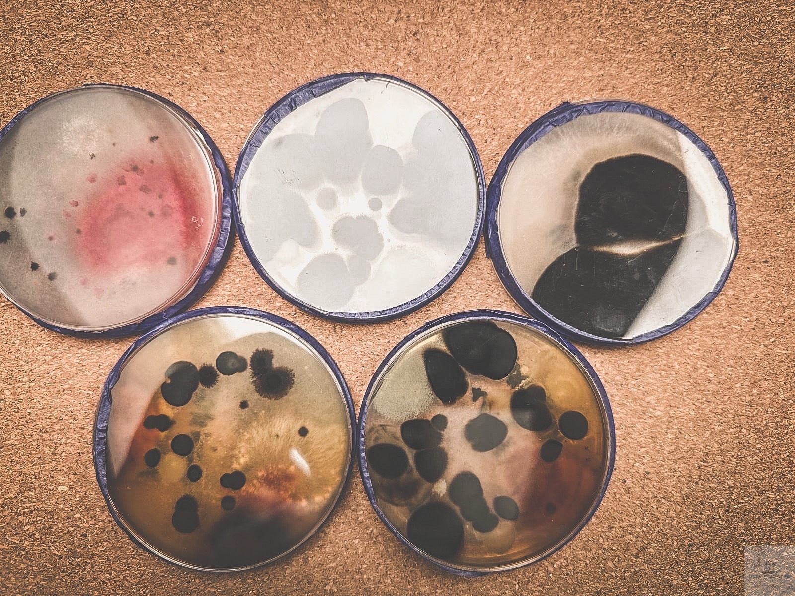 Kolonie grzybów i bakterii w szalkach Petriego, zróżnicowane kolory i kształty, ułożone na brązowym tle. Badanie mikrobiologiczne w laboratorium.