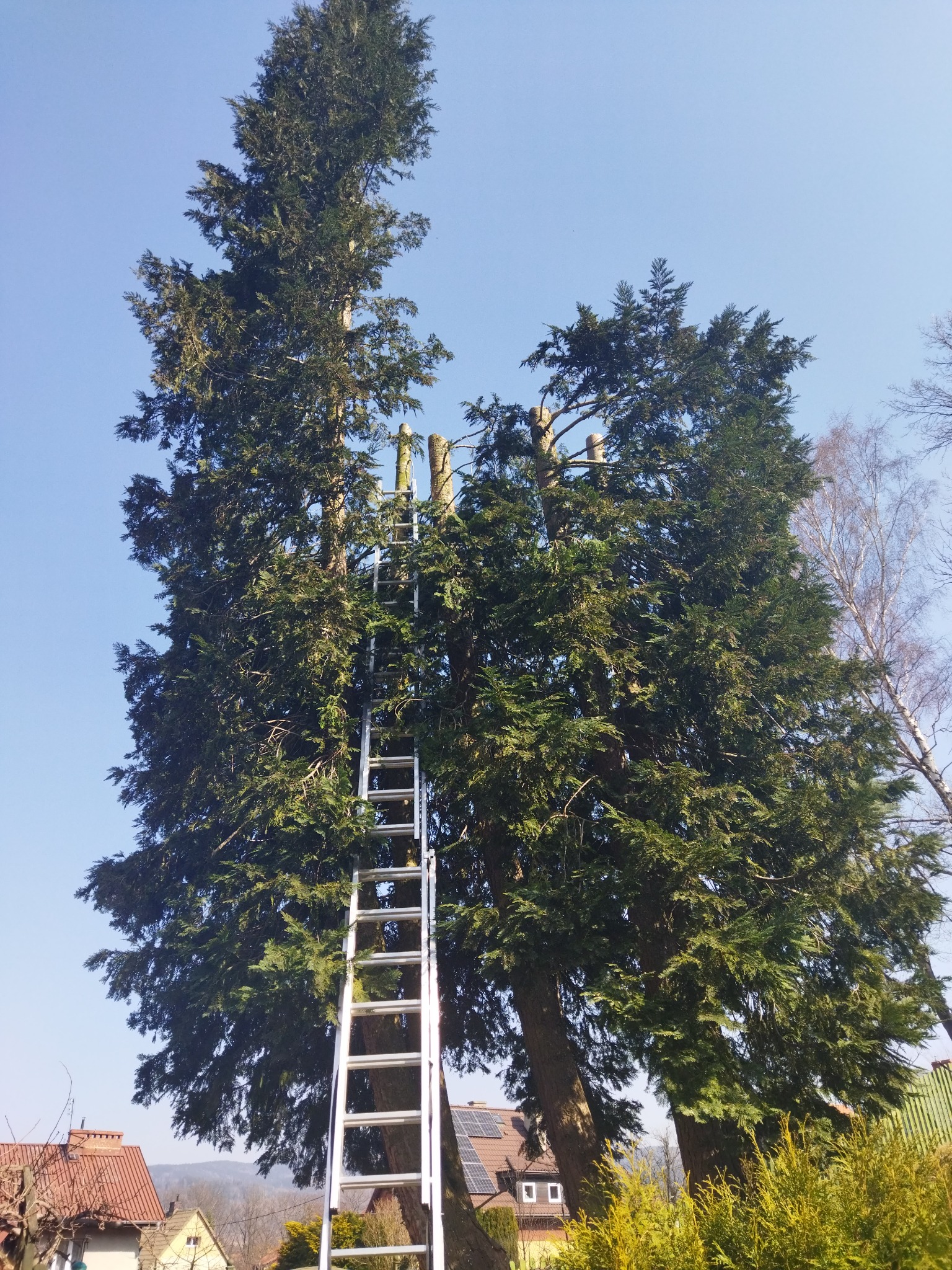 Cydrys Kaliforniijski