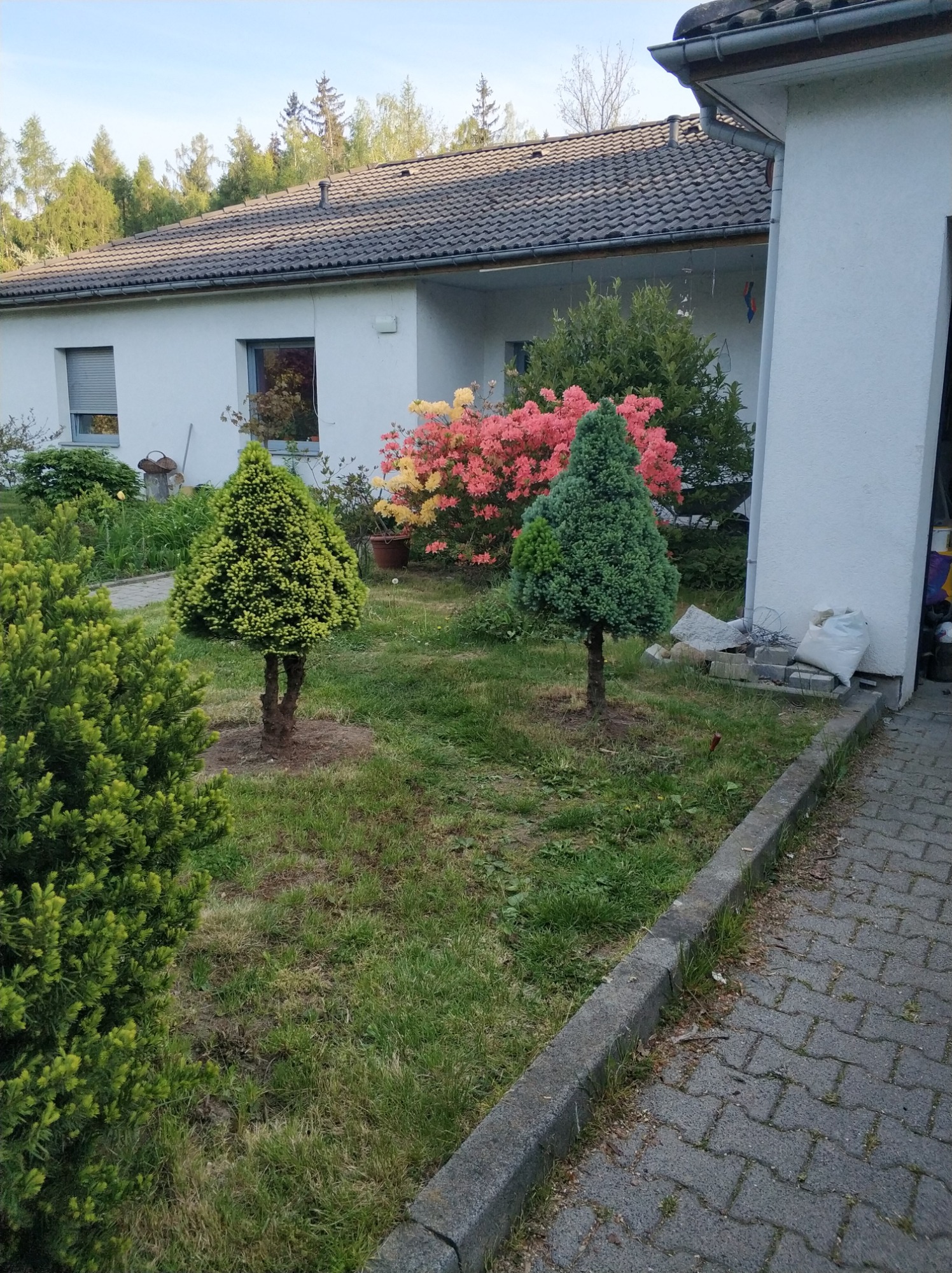 Ogród przed domem z dwoma młodymi, formowanymi drzewkami iglastymi, różnobarwnymi azaliami w tle i trawnikiem z widocznymi śladami po niedawnym sadzeniu.