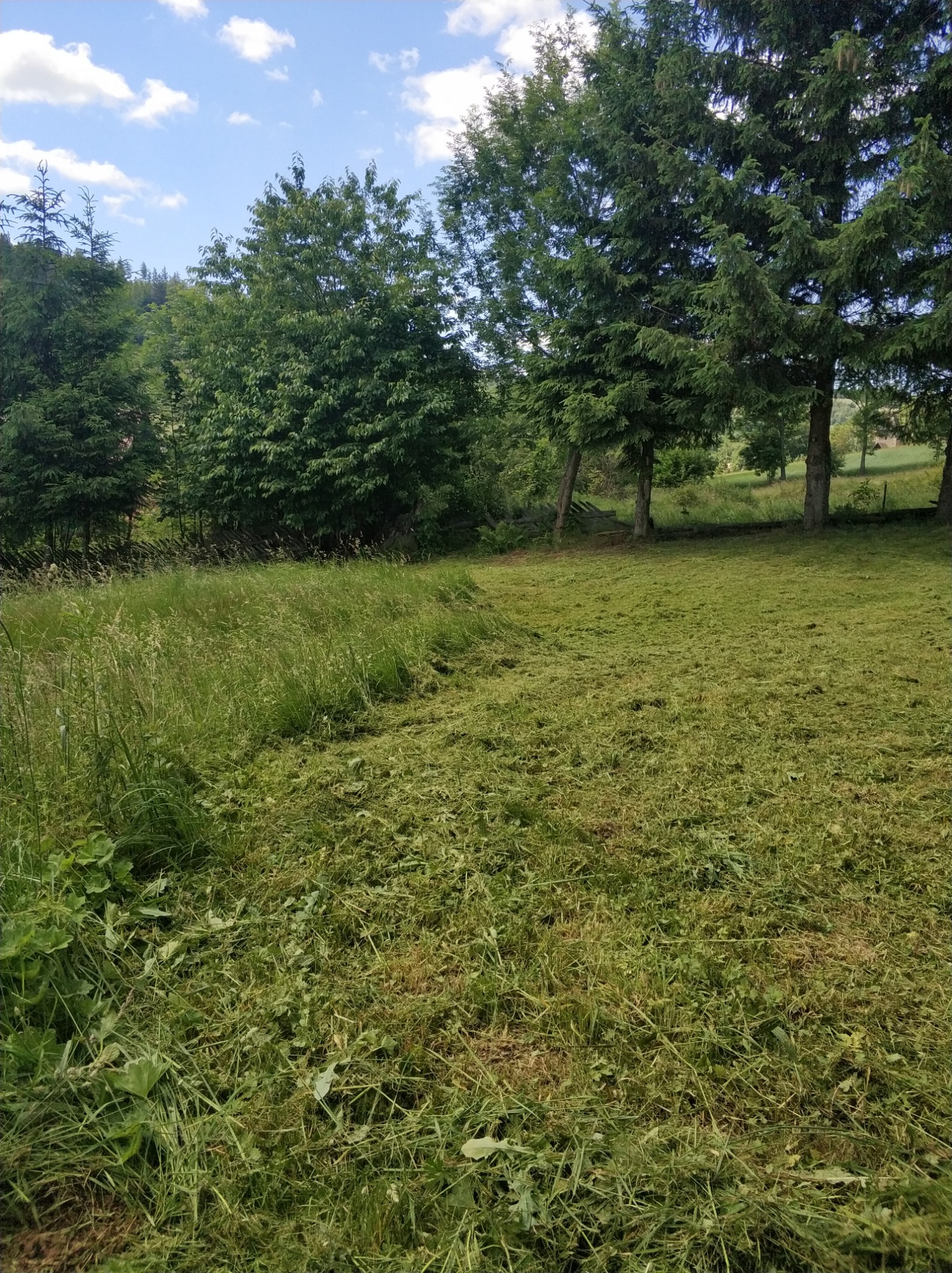 Świeżo skoszona trawa na dużej działce, widoczne wysokie drzewa w tle, częściowo skoszona strefa z wysoką trawą po lewej stronie kadru.