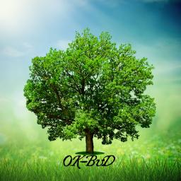 OK-BUD - Wycinka Drzew Pszczyna