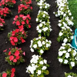 Pielenie Rondo w Żaganiu - Po