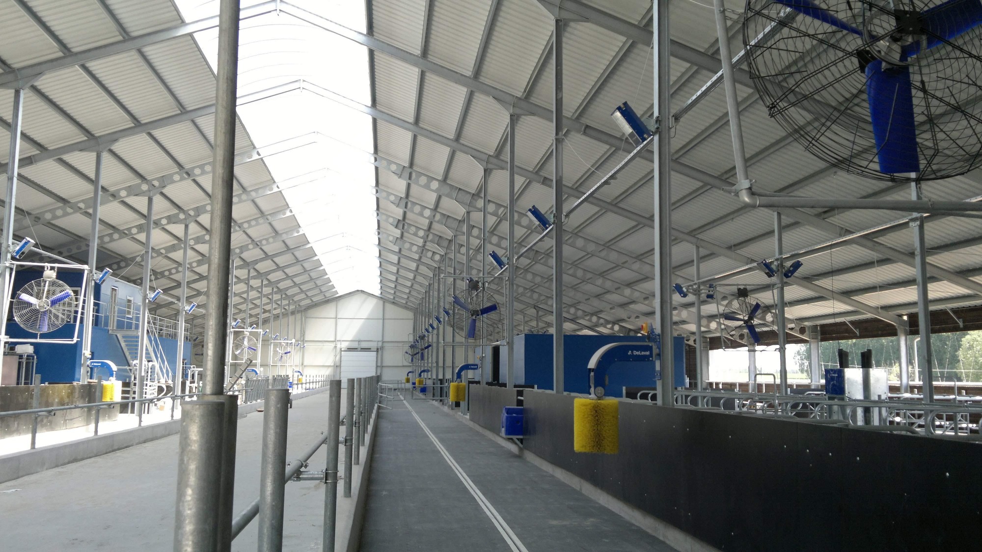 Wnętrze hali stalowej z szarymi konstrukcjami nośnymi, białym dachem z oknami dachowymi, niebieskimi wentylatorami i urządzeniami DeLaval wzdłuż korytarza.