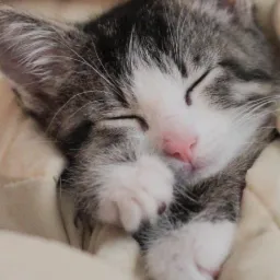 Śpiący szaro-biały kociak z różowym noskiem wtulony w kremowy koc, wyświetlacz telefonu z godziną 10:21 i datą 28.12.