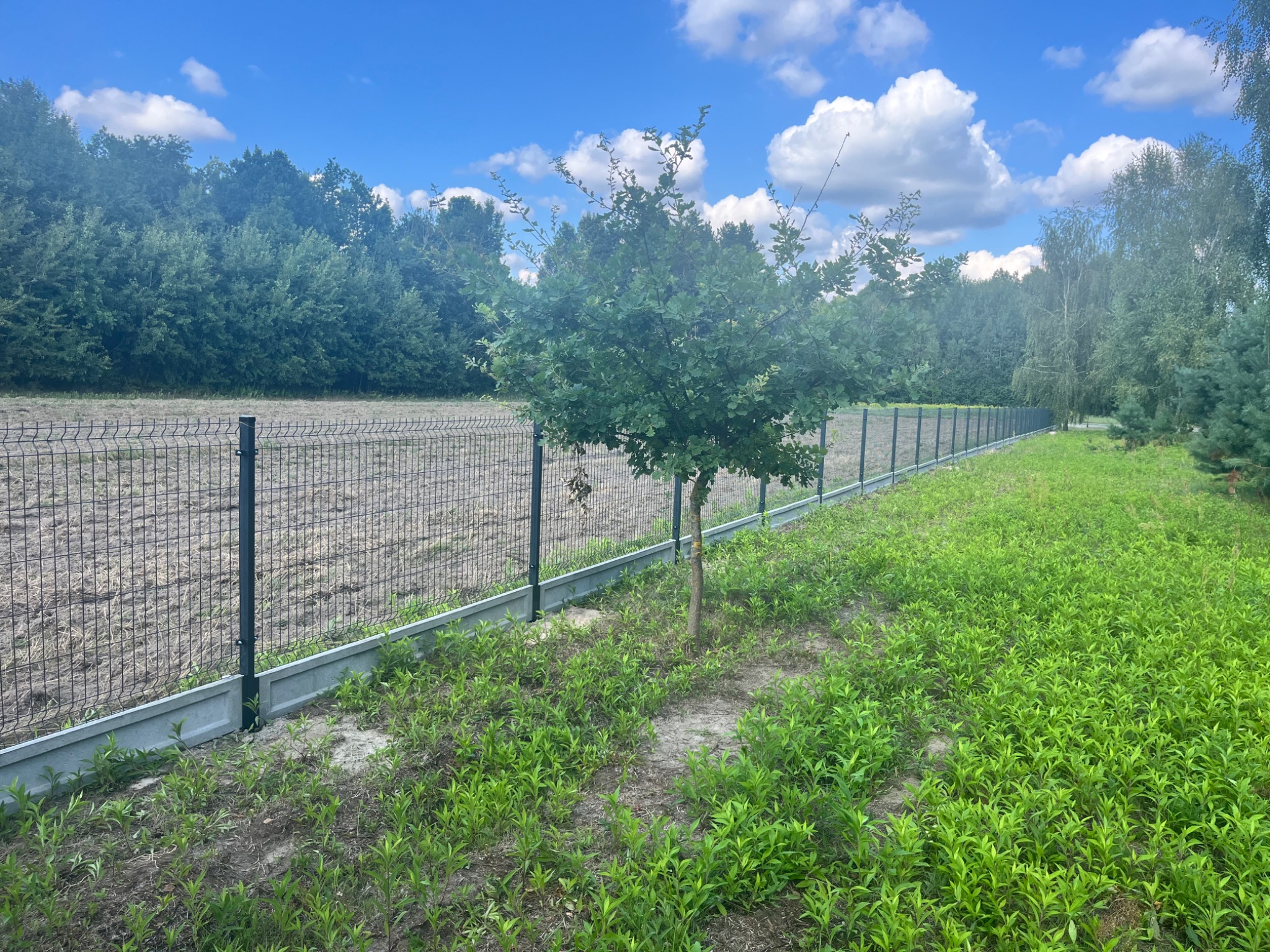 Długi, szary panelowy płot z siatki, z betonową podmurówką, biegnie wzdłuż granicy działki z młodym drzewem i bujną zielenią na pierwszym planie, pod błękitnym niebem.