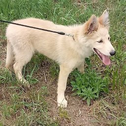 Wyprowadzanie psów Dąbrowa Górnicza 1