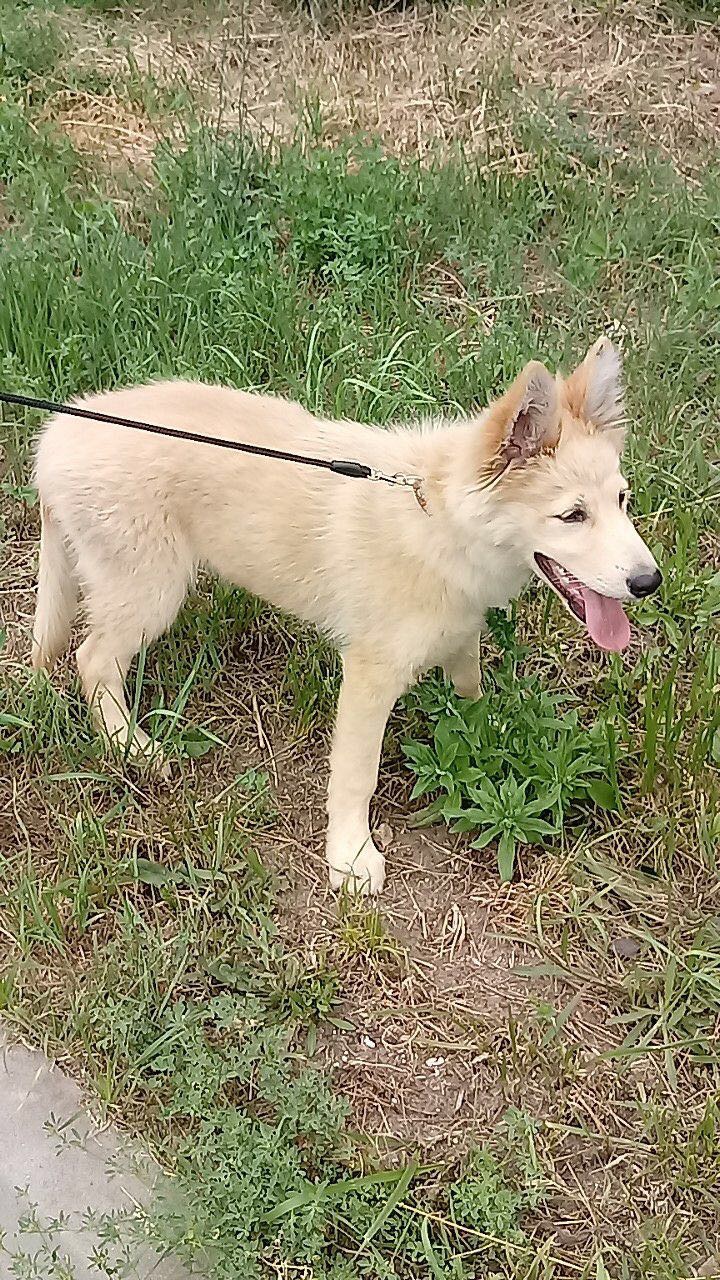 Młody, beżowy pies na smyczy, z otwartym pyskiem i wywieszonym językiem, stoi na trawie podczas spaceru.