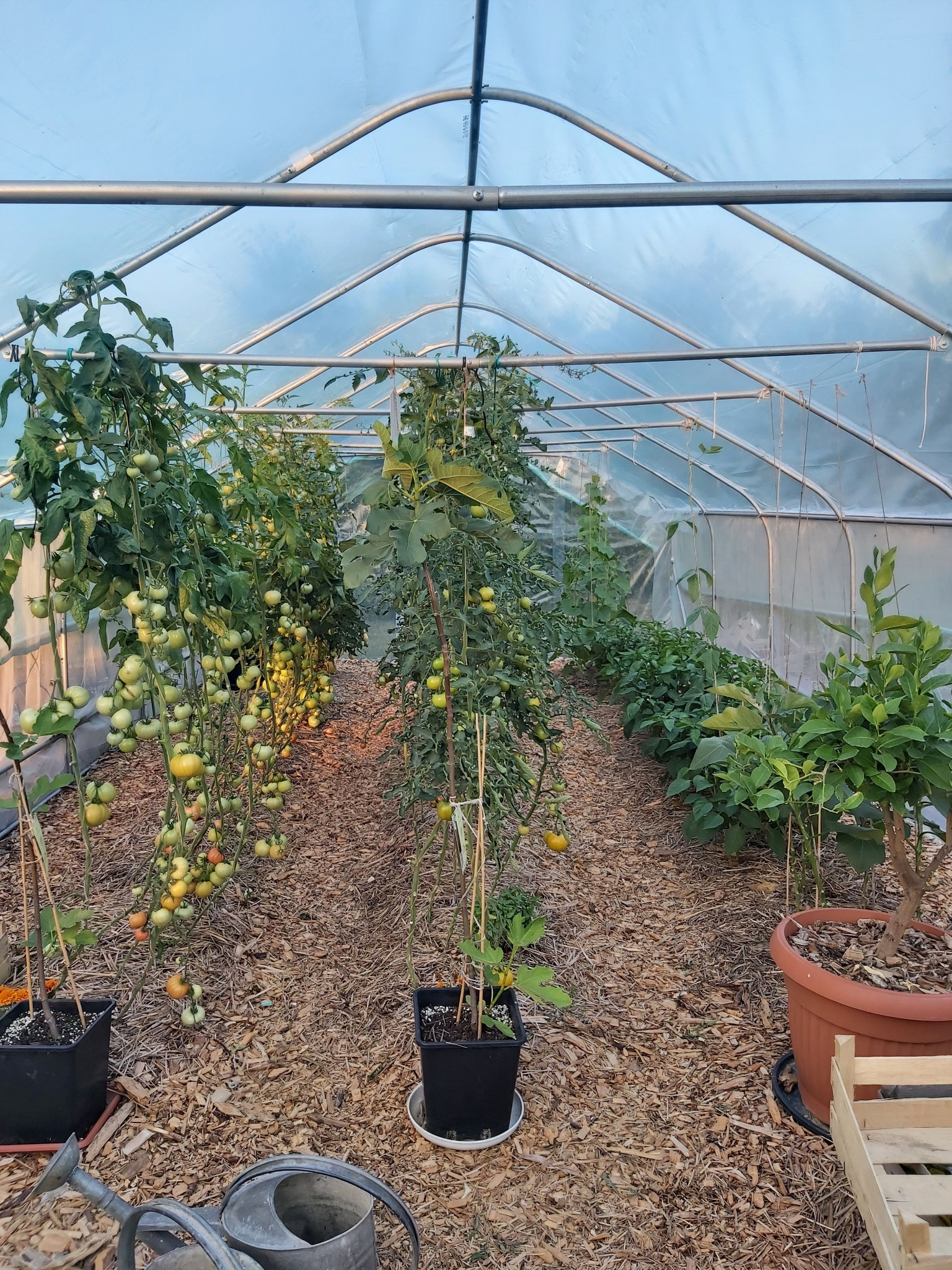 Wnętrze szklarni z uprawą pomidorów w doniczkach, ziemia wyłożona korą, widoczna konewka i skrzynka.