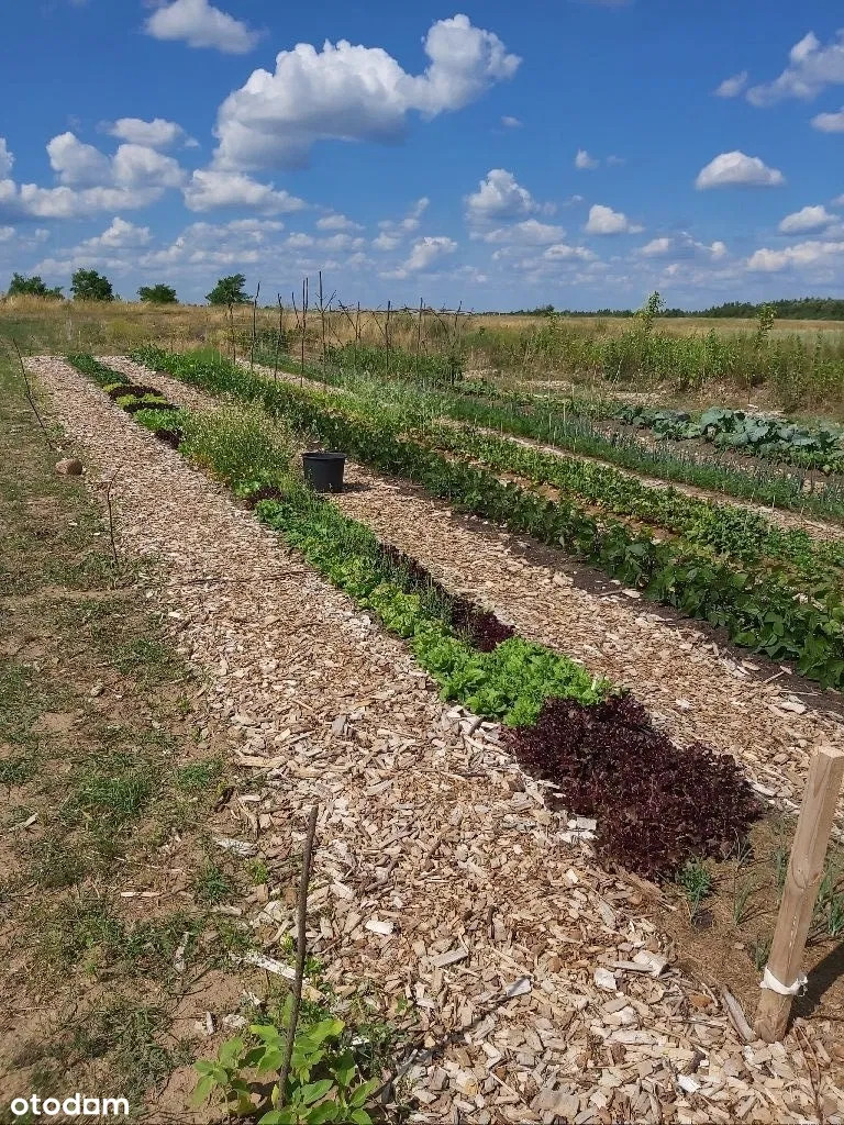Rzędy upraw warzywnych, w tym sałaty, na polu z wyściółką z kory, pod błękitnym niebem z chmurami.
