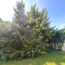 Wycinka drzew Suchy Las 1