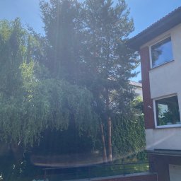 Wycinka drzew Suchy Las 3