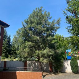 Wycinka drzew Suchy Las 4