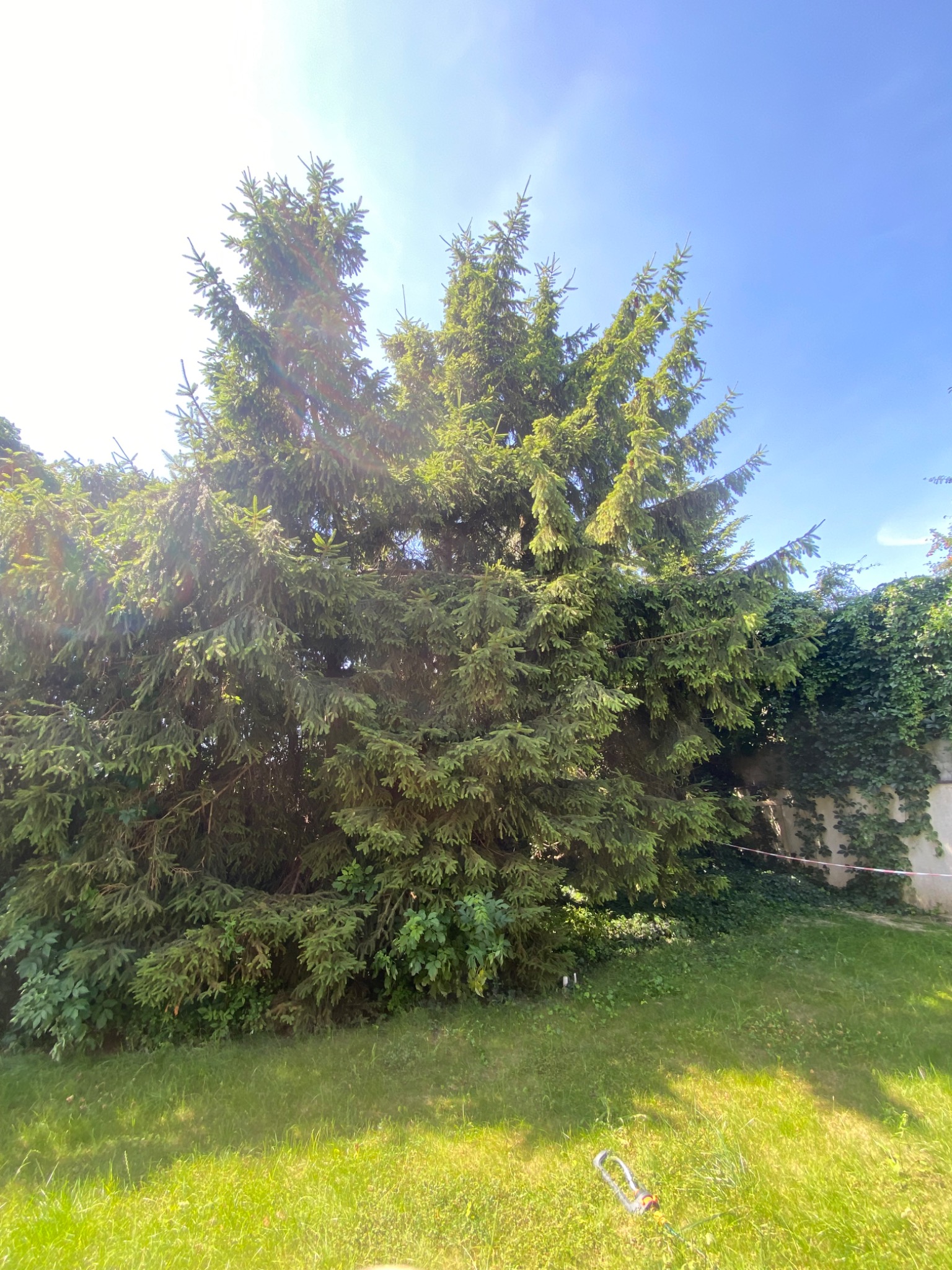 Rozłożysta, zielona choinka w ogrodzie, oświetlona słońcem, z fragmentem muru porośniętego bluszczem w tle. Na trawniku widoczny wąż ogrodowy.