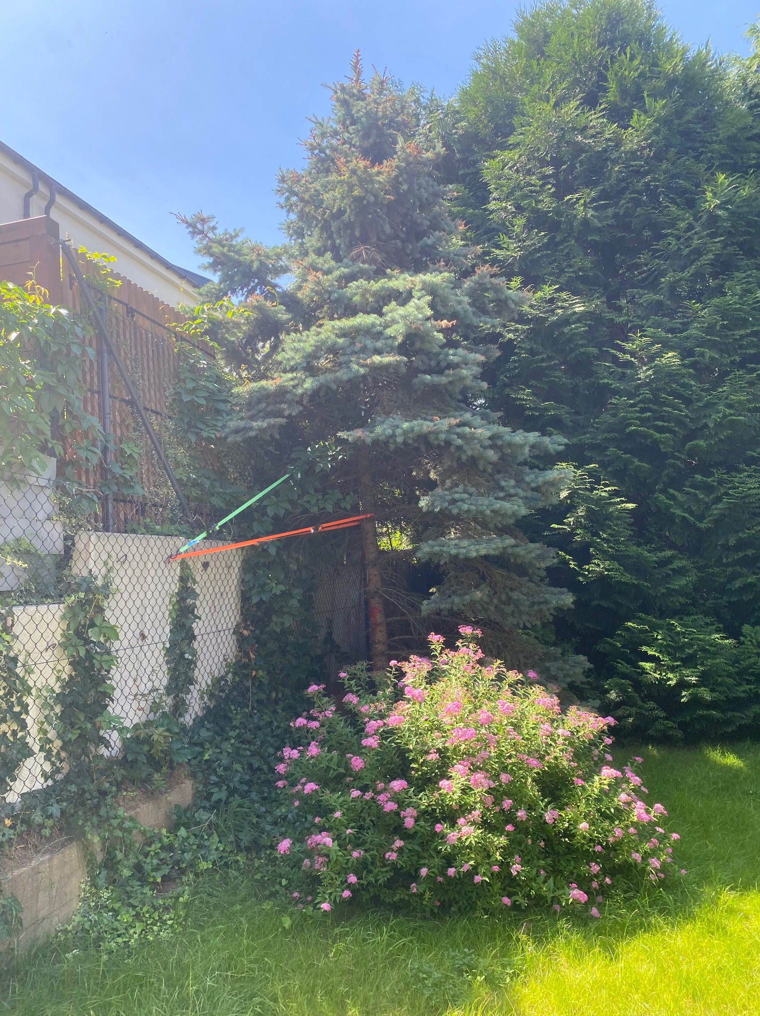 Ogród z iglakami i kwitnącym krzewem, zabezpieczone drzewo z użyciem taśm, widok na dom i ogrodzenie porośnięte bluszczem w słoneczny dzień.