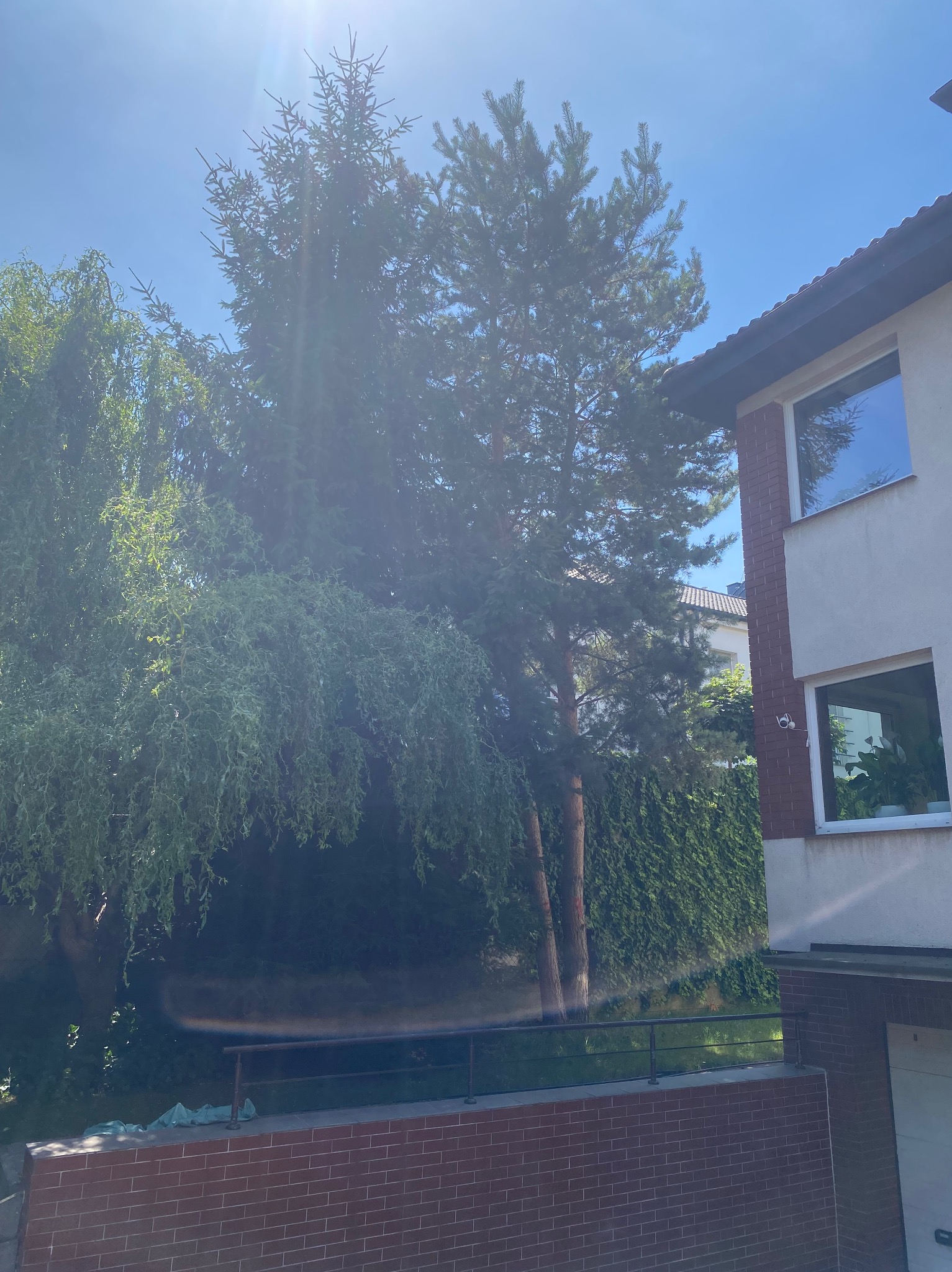 Ogród z różnorodną roślinnością: wysokie drzewa iglaste i płacząca wierzba, zielony żywopłot, budynek mieszkalny w tle, słoneczny dzień.