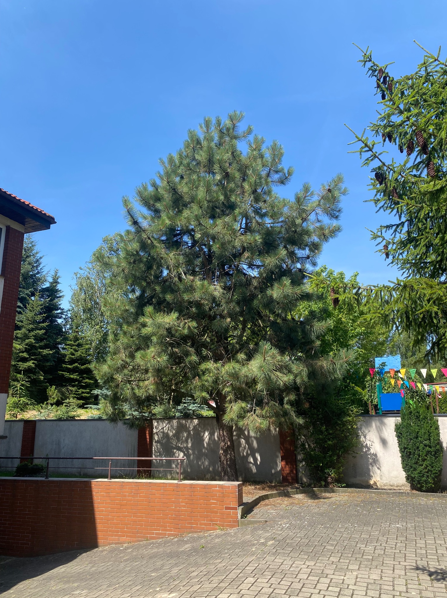 Rozłożysty świerk przed betonowym murem, oświetlony słońcem, z fragmentem ceglanego murku i kostki brukowej w kadrze. W tle widoczne inne drzewa i dekoracje.