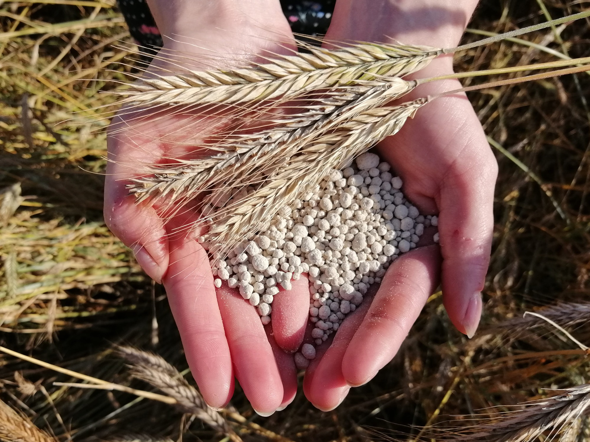 Dłonie trzymające białe granulki i kilka kłosów zboża na tle pola.