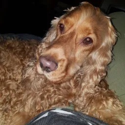 Portret uroczego, rudego spaniela z kręconą sierścią, leżącego na zielonej poduszce i czarno-białej bluzie, z błyszczącym nosem i inteligentnym spojrzeniem.